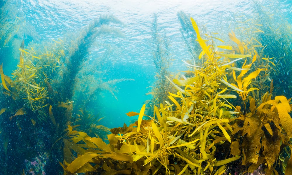 seaweed-web-image-1000x600px.jpg